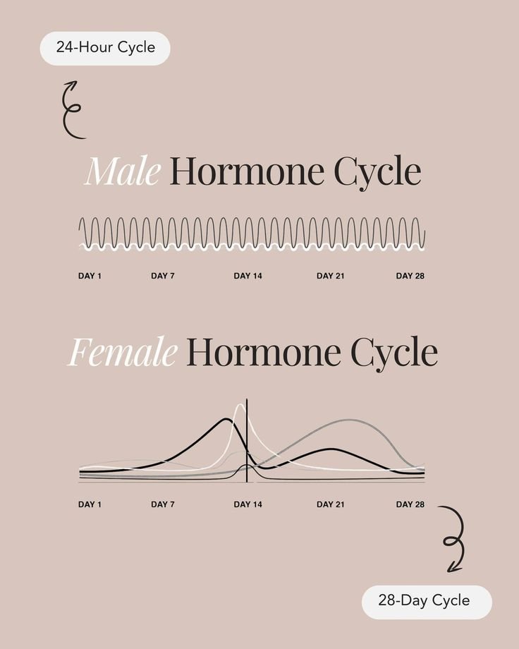 Photo du cycle féminin vs le cycle masculin